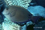 Dusky Surgeonfish (Acanthurus nigrofuscus)
